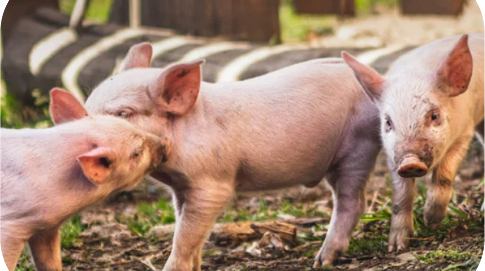 Peste Porcine Africaine - Actualités