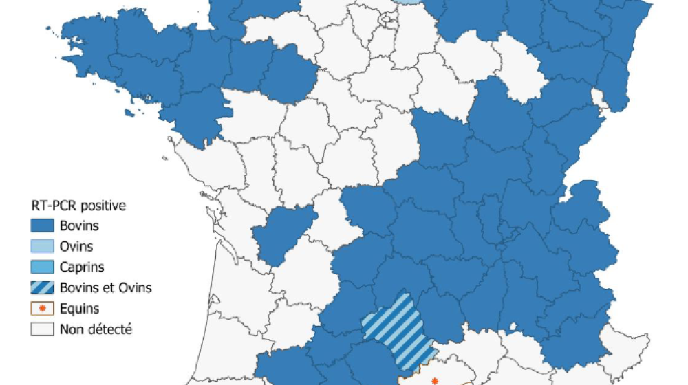 Série d'avortements ou malformations ? Rechercher le nouveau virus Shamonda-Europe