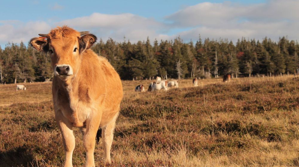 MHE - Evolutions réglementaires aux mouvements des bovins