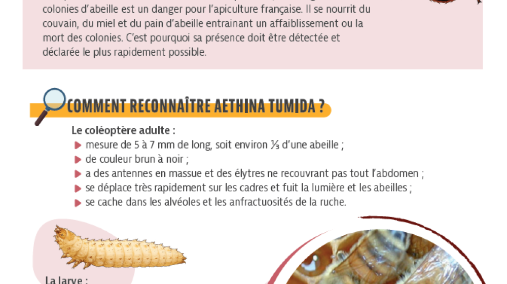 Alerte sanitaire à destination des apiculteurs !
