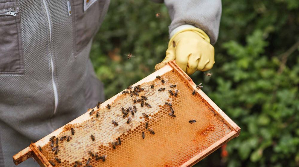 GDS Cantal, Groupement de défense sanitaire, apiculture, abeilles, ruches