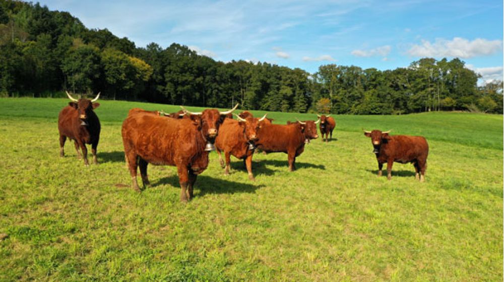 + de 4000 éleveurs bovins dans le Cantal